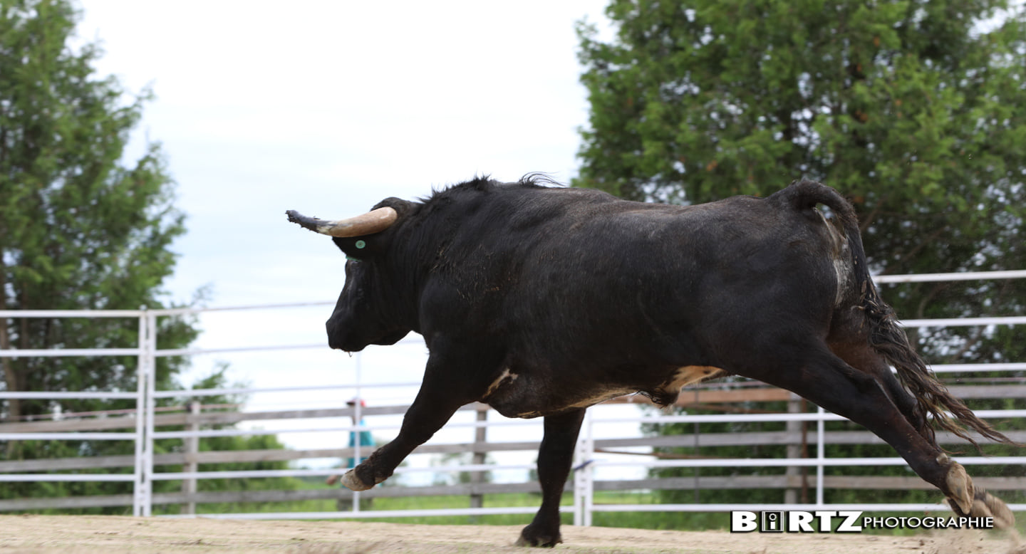 pro bull jumping